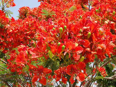 This image has an empty alt attribute; its file name is gulmohar.jpg