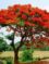 This image has an empty alt attribute; its file name is gulmohar3a.jpg