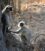 This image has an empty alt attribute; its file name is langurs_at_Bandhavgarh-895x1024.jpg