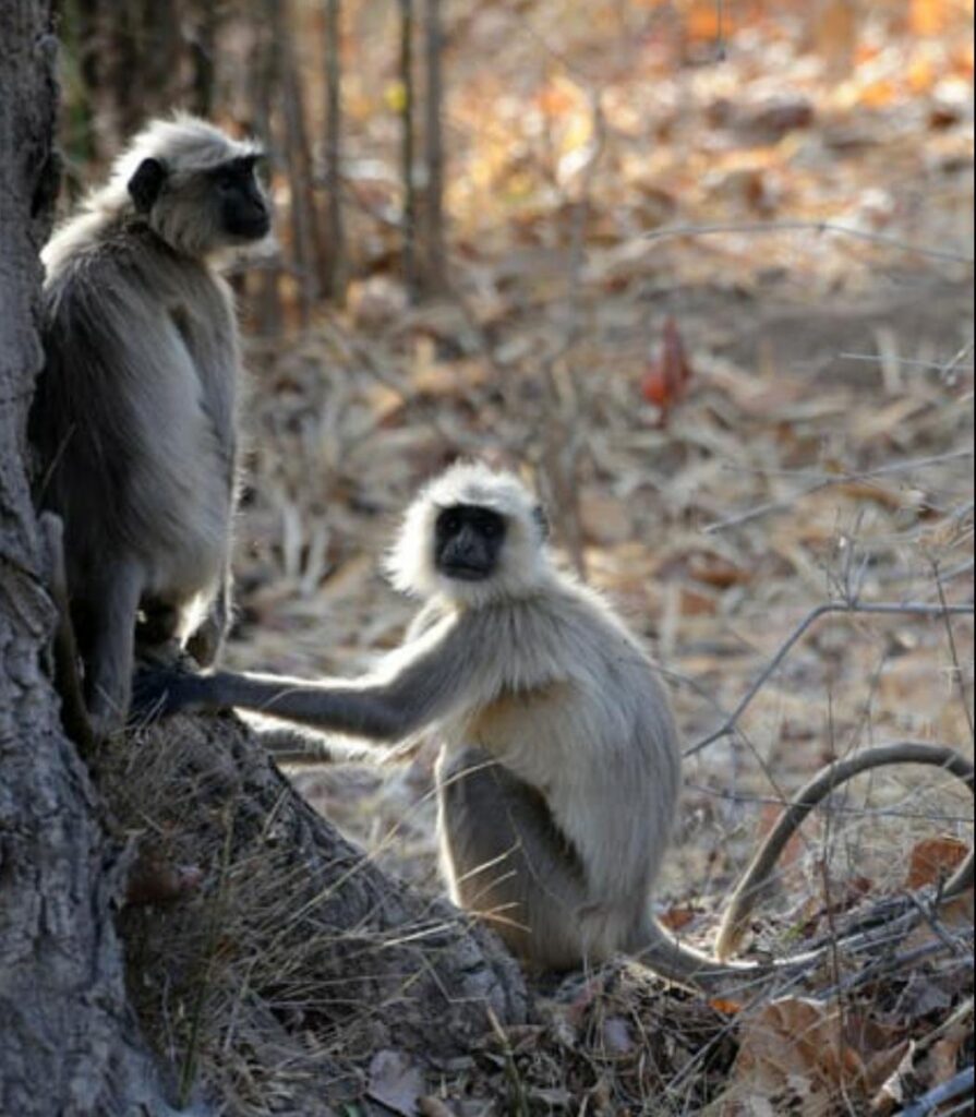 This image has an empty alt attribute; its file name is langurs_at_Bandhavgarh-895x1024.jpg