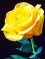 This image has an empty alt attribute; its file name is yellow-rose1.jpg