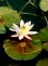 This image has an empty alt attribute; its file name is lotus-757x1024.jpg